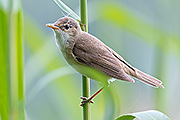 Thumbnail of the category Eurasian Reed Warbler