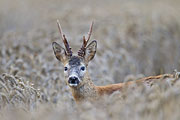 Thumbnail of the category Animals