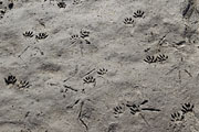 Thumbnail of the category Animal tracks and other signs