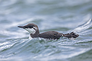 Thumbnail of the category Common Guillemot / Common Murre