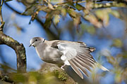 Thumbnail of the category Eurasian Collared Dove