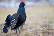 Übersichtsbild der Kategorie Vögel