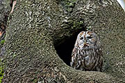 Thumbnail of the category Tawny Owl / Brown Owl / Strix aluco