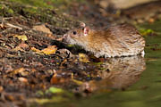 Thumbnail of the category Brown Rat / Norway Rat
