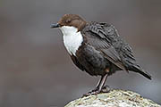 Thumbnail of the category White-throated Dipper / Dipper