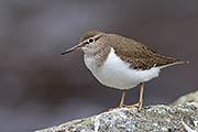 Thumbnail of the category Waders - several species