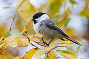 Thumbnail of the category Willow Tit / Poecile montanus