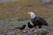 Thumbnail of the category Bald Eagle/Haliaeetus leucocephalus