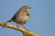 Thumbnail of the category Meadow Pipit / Anthus pratensis