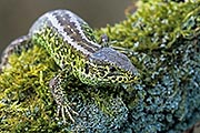 Thumbnail of the category Sand Lizard / Lacerta agilis