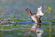 Thumbnail of the category Little Grebe / Dabchick
