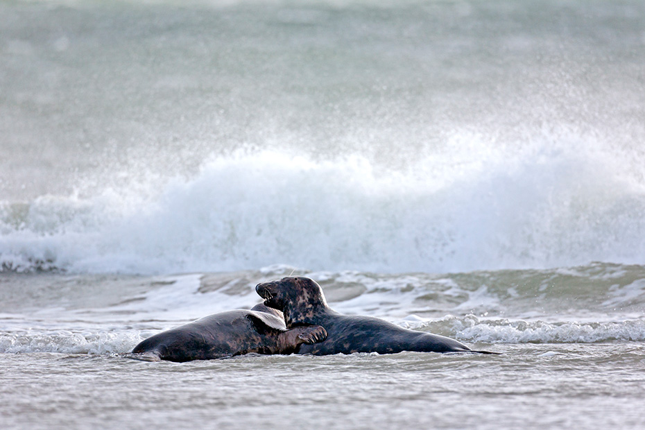 Kegelrobbe, die Weibchen gebaeren einmal im Jahr ein Jungtier  -  (Foto Kegelrobbenbullen kaempfen bei Sturm spielerisch in der Brandung), Halichoerus grypus, Grey Seal, the females give birth once per year  -  (Gray Seal - Photo Grey Seal bulls fight playfully during a storm in the surf)