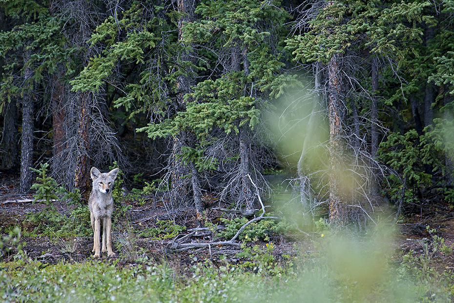 Kojote, die typische und bekannteste Lautaeusserung ist das Heulen -  (Praeriewolf - Foto Kojote beobachtet einen Grizzly), Canis latrans, Coyote, the characteristic vocalization is a howl  -  (Photo Coyote observes Grizzly)