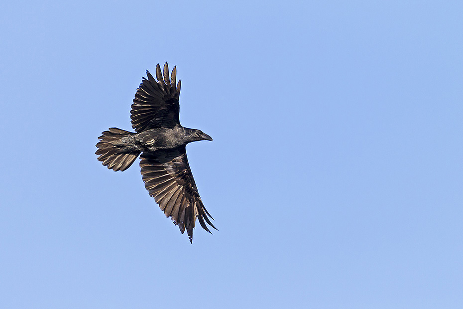 Kolkraben erreichen eine Koerperlaenge von 54 - 67 cm  -  (Rabe - Foto Kolkrabe Flugfoto), Corvus corax, Common Raven has a body length of 54 to 67 cm  -  (Northern Raven - Photo Common Raven in flight)