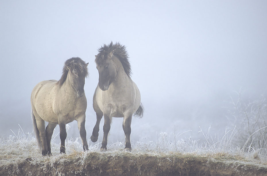 Konik - Hengste streiten sich um die Rangordnung - (Waldtarpan - Rueckzuechtung), Equus ferus caballus - Equus ferus ferus, Heck Horse stallions wrangle about the hierachy - (Tarpan - breeding back)