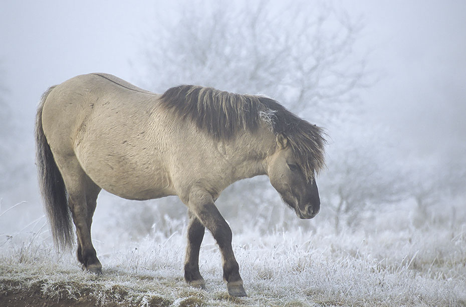 Konik - Hengst wandert durch eine Raureiflandschaft - (Waldtarpan - Rueckzuechtung), Equus ferus caballus - Equus ferus ferus, Heck Horse stallion crosses a hoar frost scenery - (Tarpan - breeding back)