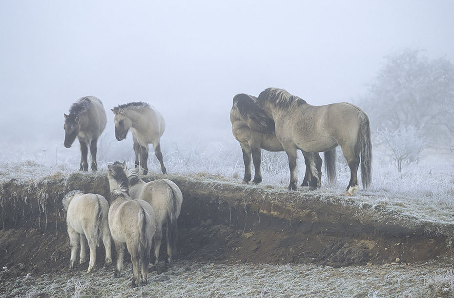 Konik - Hengste und Fohlen in einer Raureif-Nebellandschaft - (Waldtarpan - Rueckzuechtung), Equus ferus caballus - Equus ferus ferus, Heck Horse stallions and foals in a hoarfrost scenery - (Tarpan - breeding back)