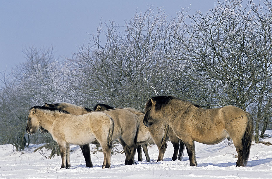 Konik - Hengst, Stuten und Fohlen geniessen die Wintersonne - (Waldtarpan - Rueckzuechtung), Equus ferus caballus - Equus ferus ferus, Heck Horse stallion, mares and foals enjoy the winter sun - (Tarpan - breeding back)