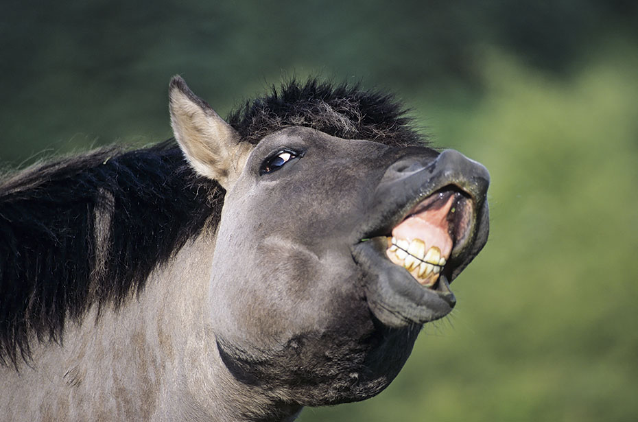 Konik - Hengst steht vor dem Fotografen und nimmt Witterung auf - (Waldtarpan - Rueckzuechtung), Equus ferus caballus - Equus ferus ferus, Heck Horse stallion scents in front of the photographer - (Tarpan - breeding back)
