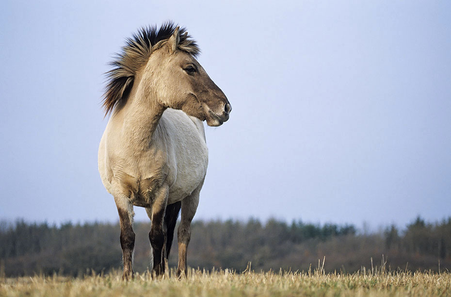 Konik - Stute steht aufmerksam aeugend auf einer Wiese - (Waldtarpan - Rueckzuechtung), Equus ferus caballus - Equus ferus ferus, Heck Horse mare stands intently looking on a meadow - (Tarpan - breeding back)