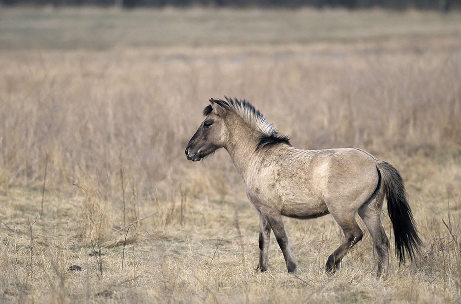 Konik - Einjaehriger Hengst ueberquert eine Wiese - (Waldtarpan - Rueckzuechtung), Equus ferus caballus - Equus ferus ferus, Heck Horse stallion one year old crosses a meadow - (Tarpan - breeding back)