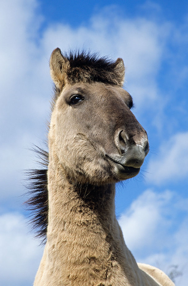 Konik - Hengstportraet gegen den blauen Himmel - (Waldtarpan - Rueckzuechtung), Equus ferus caballus - Equus ferus ferus, Portrait of a Heck Horse stallion - (Tarpan - breeding back)