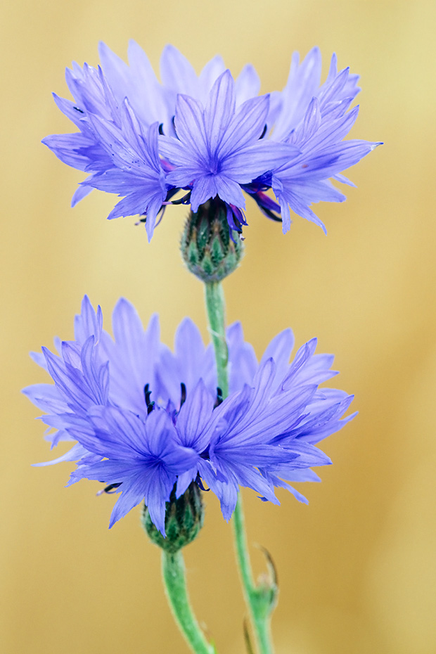 Die Kornblume ist die Nationalblume von Estland  -  (Blaufruchtblust - Foto Kornblumen in einem Gerstefeld), Centaurea cyanus, The Cornflower is the national flower of Estonia  -  (Bluebottle - Photo Cornflowers in a barley field)