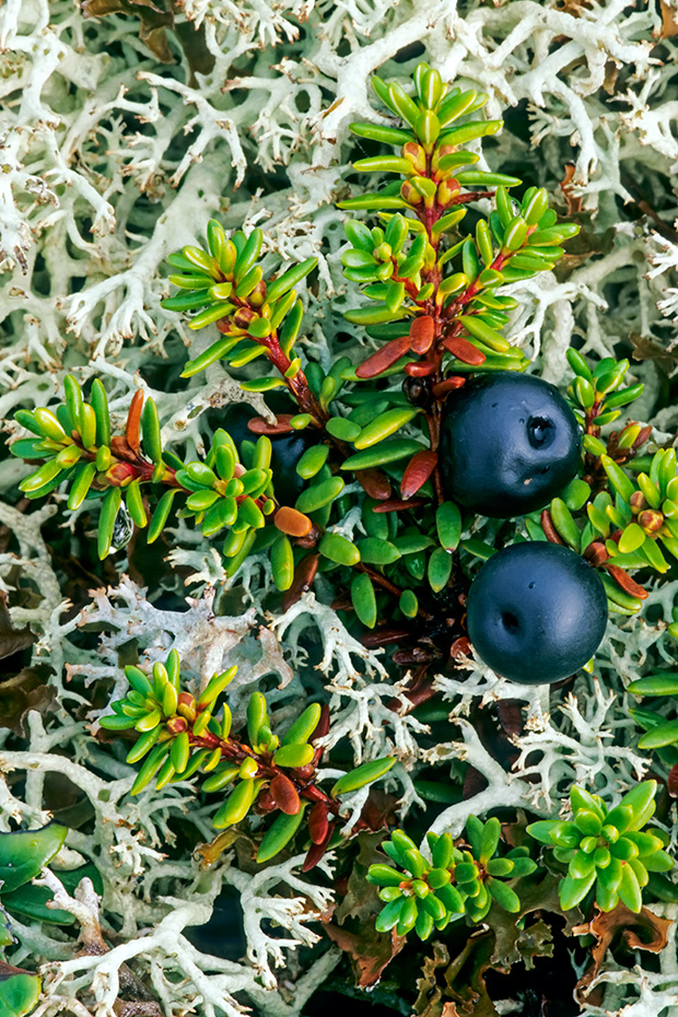 Die Beeren der Schwarzen Kraehenbeere sind essbar  -  (Gemeine Kraehenbeere - Foto Schwarze Kraehenbeere in Schweden), Empetrum nigrum, The Crowberry has edible fruits  -  (Black Crowberry - Photo Crowberry in Sweden)