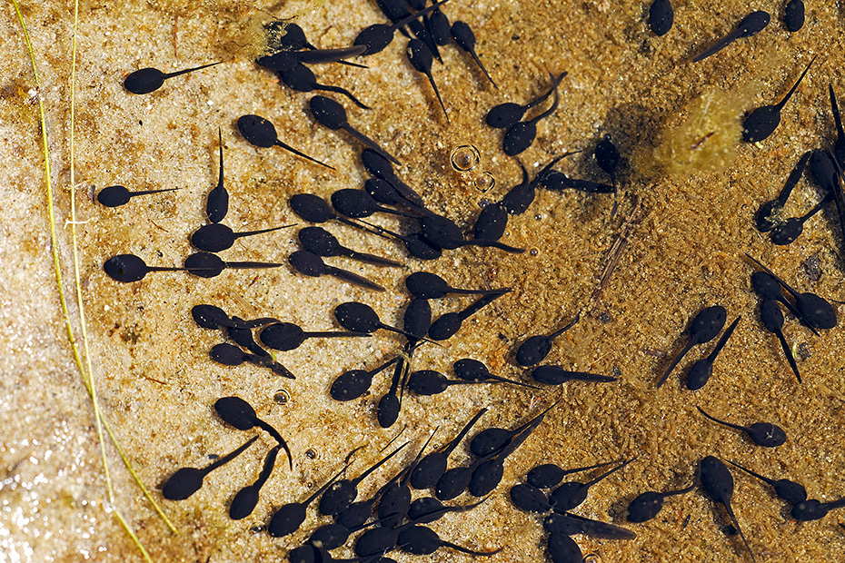 Kreuzkroeten haben eine ausgedehnte Paarungszeit, diese beginnt oft im April und endet im Juli  -  (Foto Kreuzkroete Kaulquappen in einem kleinen Teich in den Duenen), Epidalea calamita, Natterjack Toad spawns between April and July  -  (Photo Natterjack Toad tadpoles in a shallow pool)
