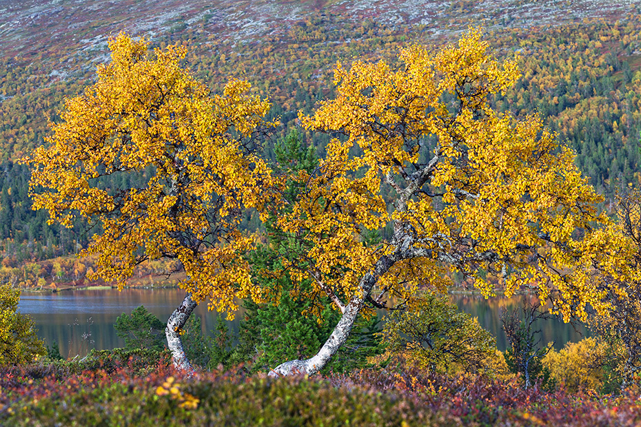 Herbstlandschaft mit Birken am Groevelsjoen, Dalarnas Laen - Alvdalen, Autumn landscape Groevelsjoen