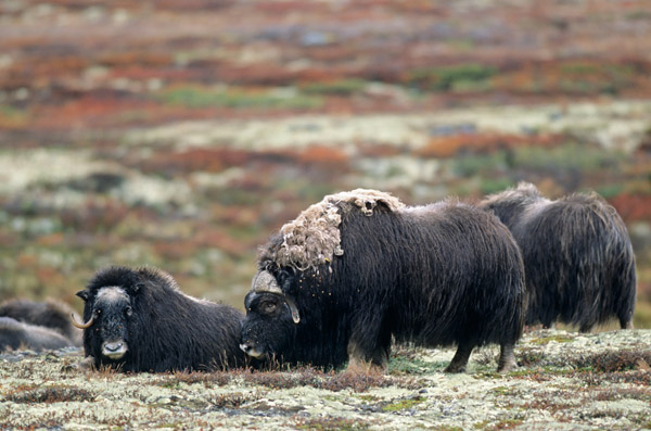 Moschusochsenbulle & Kuehe in der herbstlich verfaerbten Tundra - (Bisamochse - Schafsochse), Ovibos moschatus, Bull & Cow Muskox in the autumnally tundra - (Musk Ox - Musk-Ox)