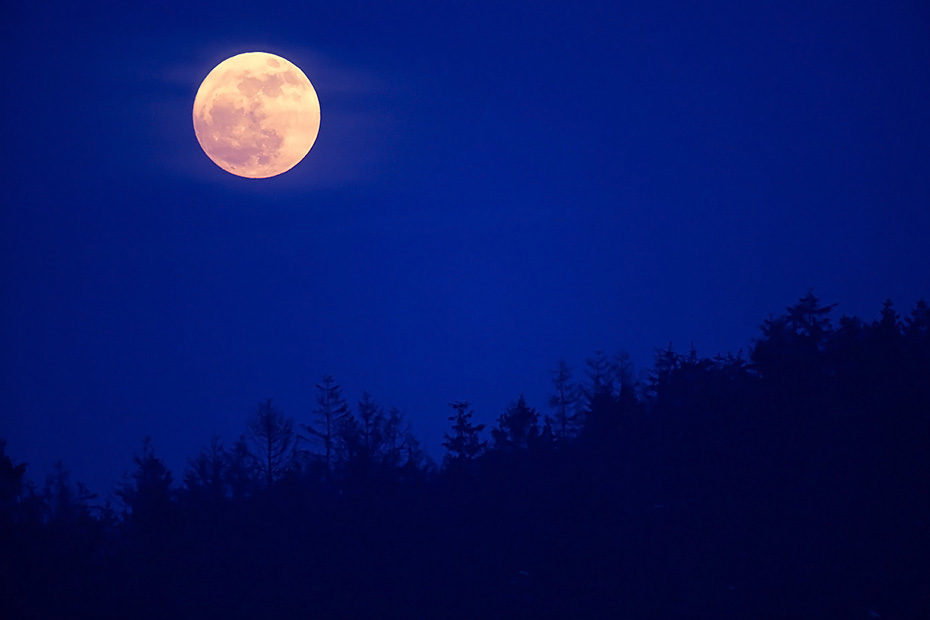 Vollmond ueber einem Fichtenwald, Wacken  -  Kreis Steinburg  -  Schleswig-Holstein, Full moon over spruce forest