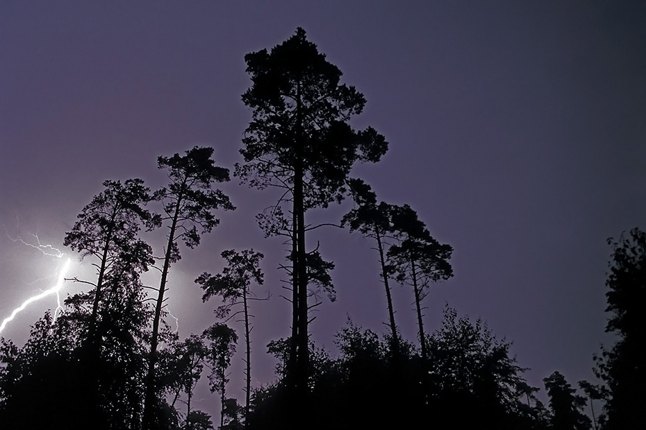 Blitze ueber einem Kiefernwald, Mariengrund  -  Kreis Steinburg  -  Schleswig-Holstein, Lightnings over pinewood
