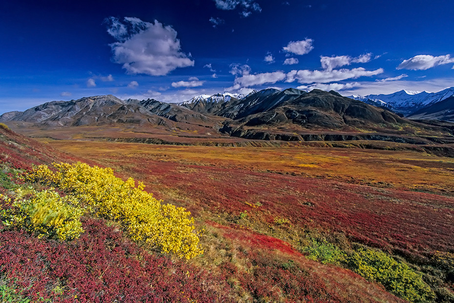 Mount Eielson und herbstliche Tundralandschaft, Denali Nationalpark  -  Alaska, Mount Eielson and tundra landscape in indian summer