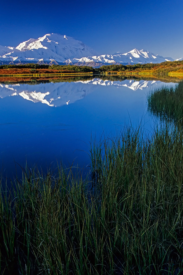 Denali, der hoechste Berg Nordamerikas spiegelt sich im Reflection Pond, Denali Nationalpark  -  Alaska, Denali the highest mountain in North America is mirrored in Reflection Pond