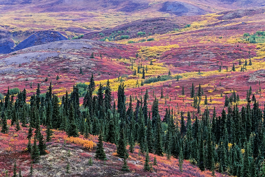 Tundralandschaft im Herbst, Denali Nationalpark  -  Alaska, Tundra landscape in indian summer