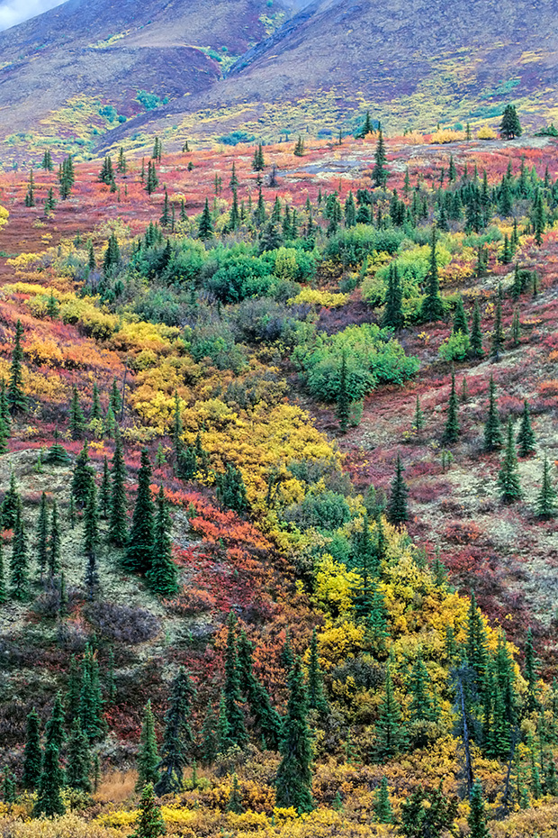Tundralandschaft im Herbst, Denali Nationalpark  -  Alaska, Tundra landscape in indian summer