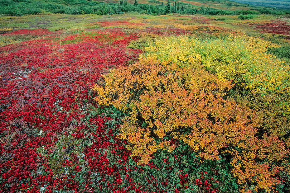 Tundralandschaft mit Zwergbirken und Alpenbaerentrauben im Herbst, Denali Nationalpark  -  Alaska, Tundra landscape with Dwarf Birches and Alpine Bearberry in fall