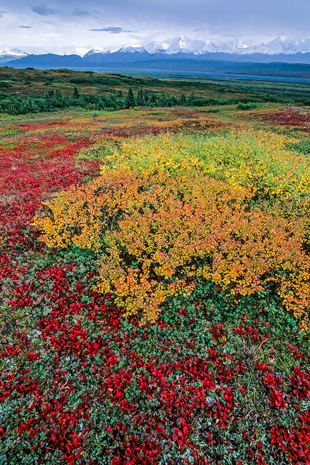 Tundralandschaft mit Zwergbirken und Alpenbaerentrauben im Herbst, Denali Nationalpark  -  Alaska, Tundra landscape with Dwarf Birches and Alpine Bearberry in fall