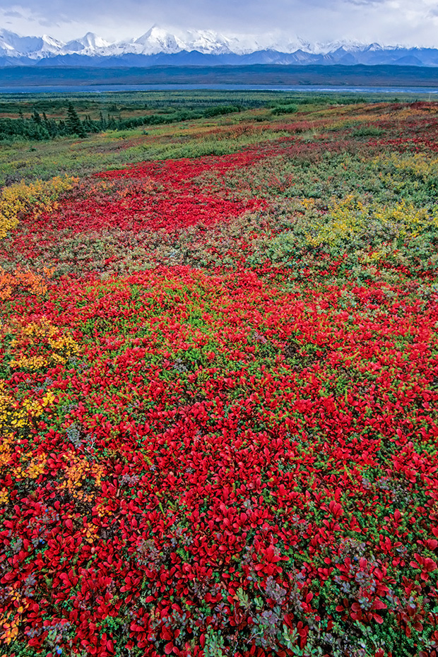 Tundralandschaft mit Alpenbaerentrauben im Herbst, Denali Nationalpark  -  Alaska, Tundra landscape with Alpine Bearberry in indian summer