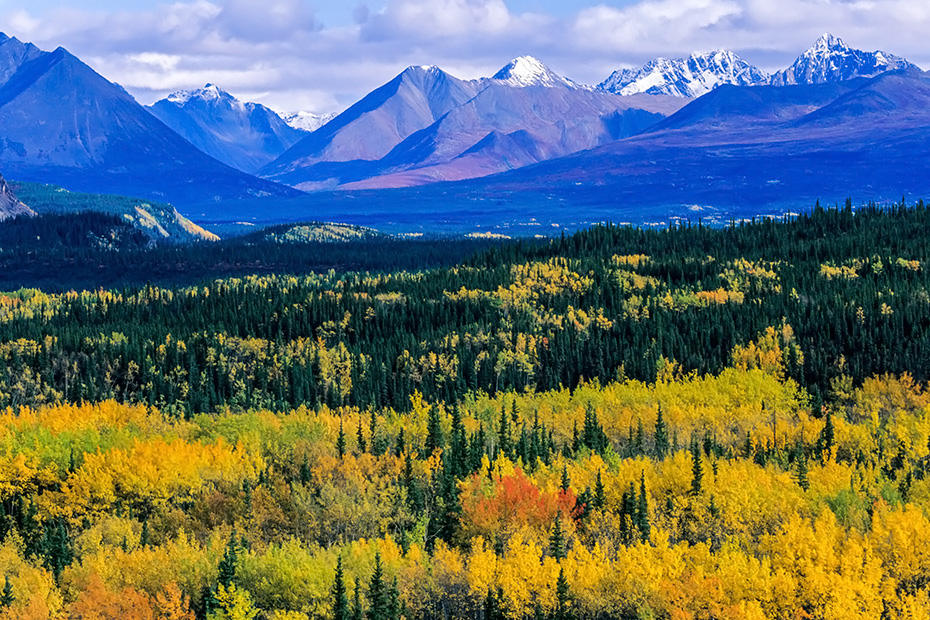 Zitterpappeln im Herbst vor der Alaska-Bergkette, Denali Nationalpark  -  Alaska, Aspen in fall in front of the Alaska range