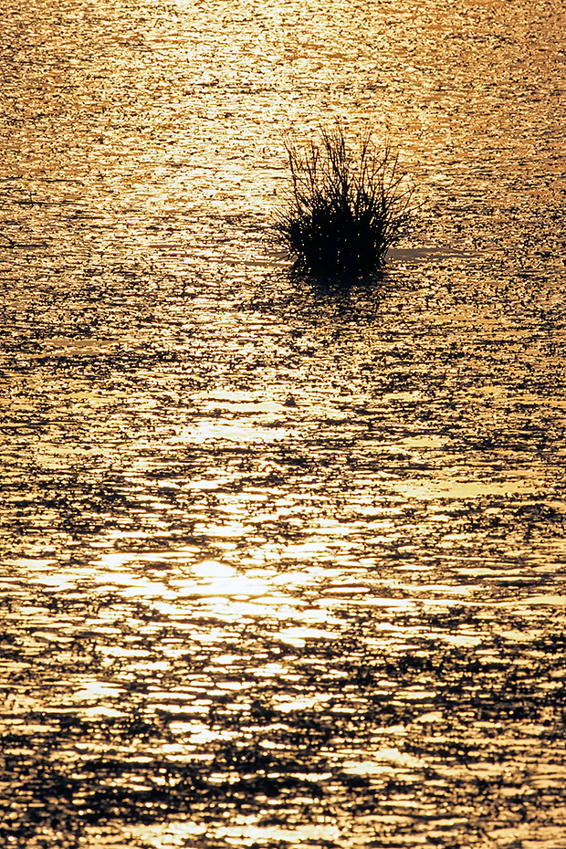 Salz-Schlickgras im Wattenmeer an der Schleswig-Holsteinischen Nordseekueste, Dithmarscher Bucht  -  Nordsee, Common Cord-grass in the Wadden Sea on the German North Sea coast