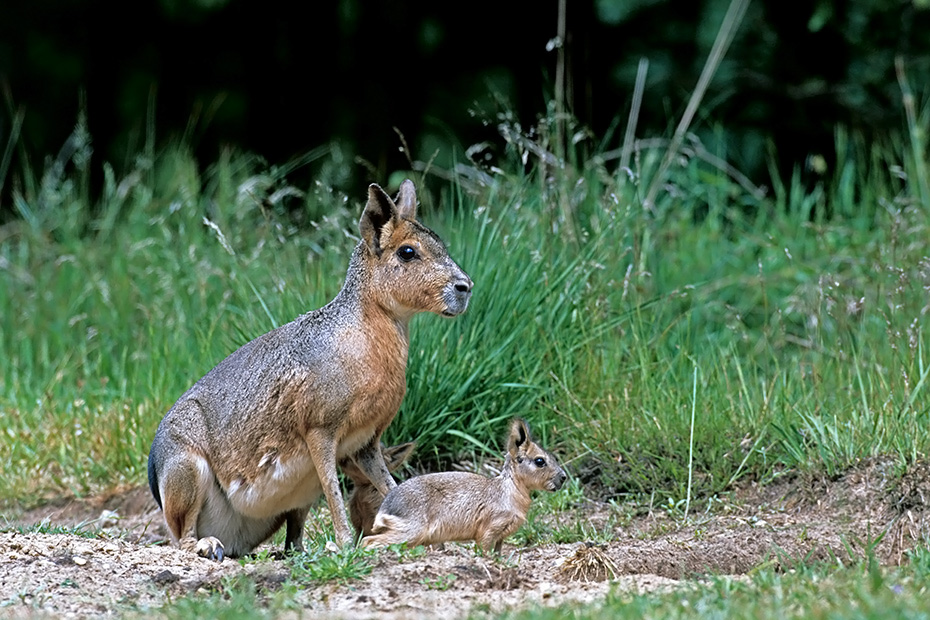 Grosser Pampashase, die Jungtiere werden nach 13 Wochen entwoehnt  -  (Mara - Foto Grosser Pampashase Muttertier mit Jungen am Hoehleneingang), Dolichotis patagonum, Patagonian Mara, the young are weaned after 13 weeks  -  (Patagonian Cavy - Photo Patagonian Mara mother with pups at the entrance of the burrow)