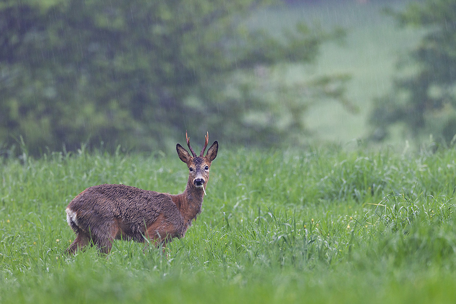 Rehbock aest waehrend eines Regenschauers auf einer Wiese, Capreolus capreolus, Roebuck browses during a rainstorm on a meadow