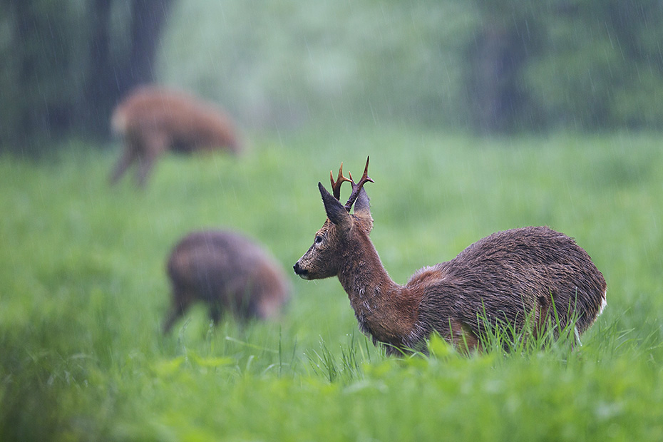 Ein Rehbock und zwei Ricken aesen im Regen auf einer Wiese, Capreolus capreolus, A Roebuck and two Roe Deer does browse in the rain on a meadow