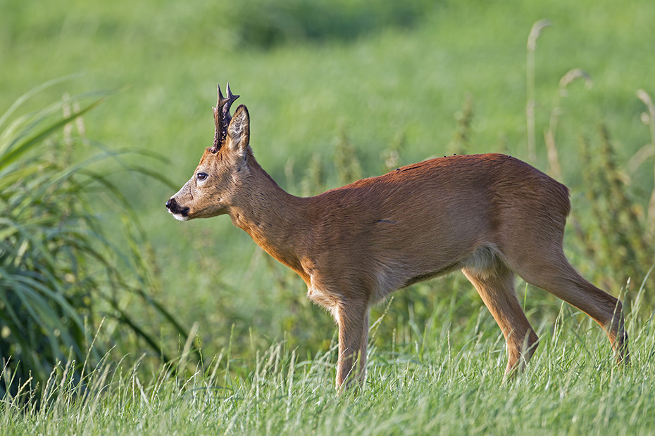Reh, die Kitze werden Ende April und im Mai geboren  -  (Rehwild - Foto Rehbock im August), Capreolus capreolus, European Roe Deer, the fawns are born in April and May  -  (Roe Deer - Photo Roebuck in August)