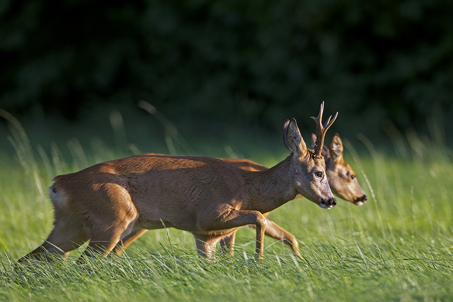Ein Rehbock treibt eine Ricke in der Brunftzeit  -  (Rehwild - Europaeisches Reh), Capreolus capreolus, A Roebuck in the mating season chases a doe  -  (European Roe Deer - Western Roe Deer)