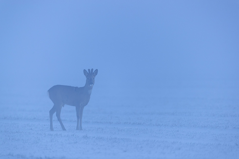 Ein Rehbock steht in der Abenddaemmerung auf einem verschneiten Feld, Capreolus capreolus, A Roebuck stands in the dusk on a snowy field