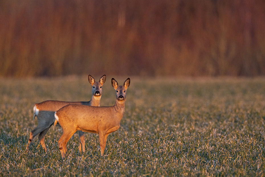 Zwei Ricken, weibliche Rehe, stehen im ersten Morgenlicht auf einer Wiese, Capreolus capreolus, Two female Roe Deer standing on meadow in first morning light