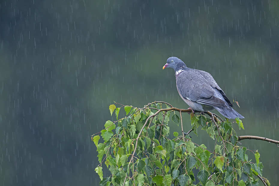 Ringeltaube in einem Regenschauer, Columba palumbus, Common Wood Pigeon in a rain shower